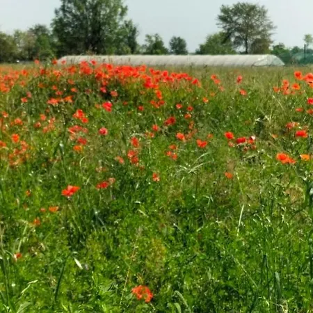 住宿加早餐酒店 Stare Bene