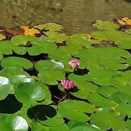 住宿加早餐酒店 Stare Bene
